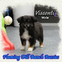 Visconti, a male Toy Australian Shepherd for sale in Forestburg, TX – Photo 2 of 5