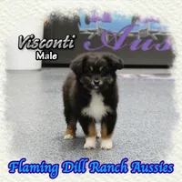 Visconti, a male Toy Australian Shepherd for sale in Forestburg, TX – Photo 4 of 5