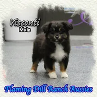Visconti, a male Toy Australian Shepherd for sale in Forestburg, TX – Photo 1 of 5