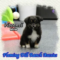 Visconti, a male Toy Australian Shepherd for sale in Forestburg, TX – Photo 3 of 5