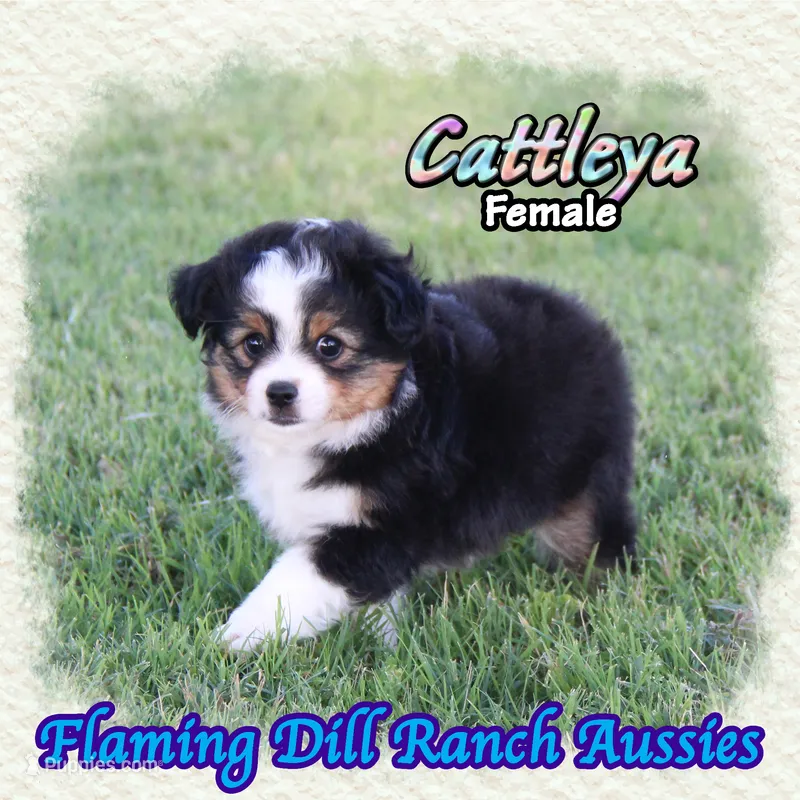Cattleya – Toy Australian Shepherd puppy for sale in Forestburg, TX