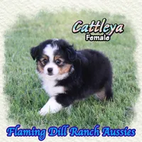 Cattleya, a female Toy Australian Shepherd for sale in Forestburg, TX – 1 of 5