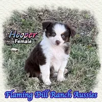 Hooper, a female Toy Australian Shepherd for sale in Forestburg, TX – 3 of 5