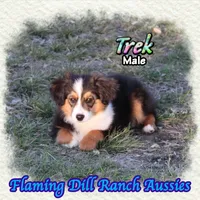Trek, a male Toy Australian Shepherd for sale in Forestburg, TX – Photo 4 of 5