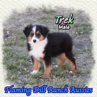Trek, a male Toy Australian Shepherd for sale in Forestburg, TX – Photo 1 of 5
