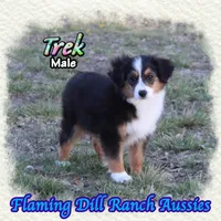Trek, a male Toy Australian Shepherd for sale in Forestburg, TX – Photo 2 of 5