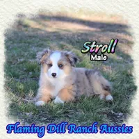 Stroll, a male Toy Australian Shepherd for sale in Forestburg, TX – Photo 4 of 5