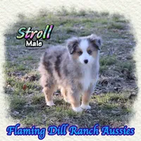 Stroll, a male Toy Australian Shepherd for sale in Forestburg, TX – Photo 1 of 5
