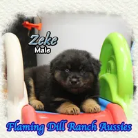 Zeke, a male Miniature Australian Shepherd for sale in Forestburg, TX – 4 of 5