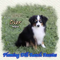 Dior, a male Toy Australian Shepherd for sale in Forestburg, TX – 3 of 5