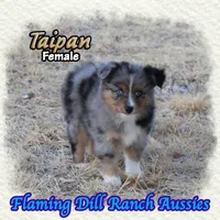 Taipan, a female Toy Australian Shepherd for sale in Forestburg, TX – 1 of 5