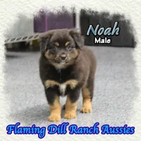 Noah, a male Miniature Australian Shepherd for sale in Forestburg, TX – 2 of 5