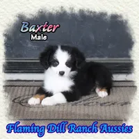 Baxter, a male Toy Australian Shepherd for sale in Forestburg, TX – 4 of 5