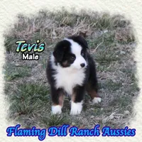 Tevis, a male Toy Australian Shepherd for sale in Forestburg, TX – Photo 3 of 5