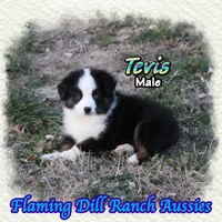 Tevis, a male Toy Australian Shepherd for sale in Forestburg, TX – Photo 4 of 5