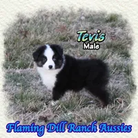 Tevis, a male Toy Australian Shepherd for sale in Forestburg, TX – Photo 2 of 5