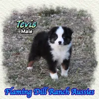 Tevis, a male Toy Australian Shepherd for sale in Forestburg, TX – Photo 1 of 5