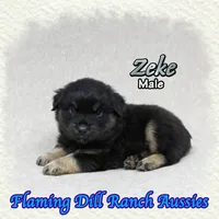 Zeke, a male Miniature Australian Shepherd for sale in Forestburg, TX – 4 of 5
