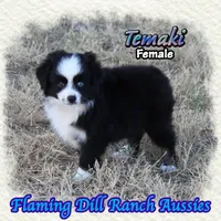 Temaki, a female Toy Australian Shepherd for sale in Forestburg, TX – 4 of 5