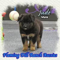 Jude, a male Miniature Australian Shepherd for sale in Forestburg, TX – 2 of 5