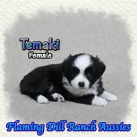 Temaki, a female Toy Australian Shepherd for sale in Forestburg, TX – 1 of 5