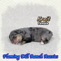Krait, a female Toy Australian Shepherd for sale in Forestburg, TX – 2 of 5