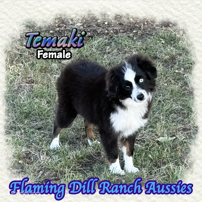 Temaki – Toy Australian Shepherd puppy for sale in Forestburg, TX
