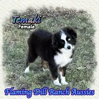 Temaki, a female Toy Australian Shepherd for sale in Forestburg, TX – 1 of 5