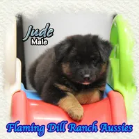 Jude, a male Miniature Australian Shepherd for sale in Forestburg, TX – 4 of 5