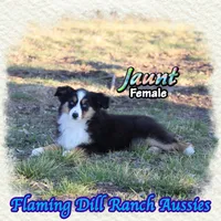 Jaunt, a female Toy Australian Shepherd for sale in Forestburg, TX – Photo 4 of 5