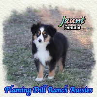 Jaunt, a female Toy Australian Shepherd for sale in Forestburg, TX – Photo 2 of 5