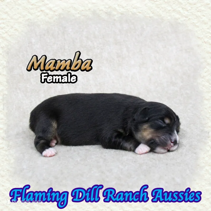 Mamba – Toy Australian Shepherd puppy for sale in Forestburg, TX