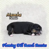 Mamba, a female Toy Australian Shepherd for sale in Forestburg, TX – 1 of 5