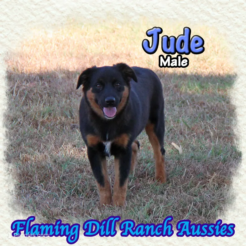 Jude – Miniature Australian Shepherd puppy for sale in Forestburg, TX