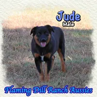 Jude, a male Miniature Australian Shepherd for sale in Forestburg, TX – 1 of 5