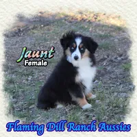 Jaunt, a female Toy Australian Shepherd for sale in Forestburg, TX – Photo 3 of 5