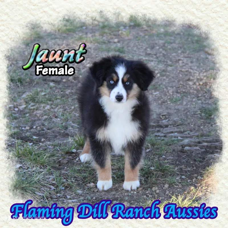 Jaunt – Toy Australian Shepherd puppy for sale in Forestburg, TX