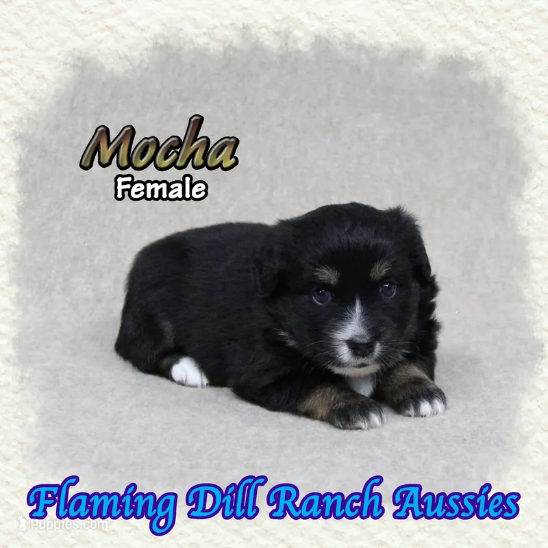 Mocha – Toy Australian Shepherd puppy for sale in Forestburg, TX