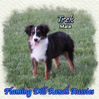 Trek, a male Toy Australian Shepherd for sale in Forestburg, TX – Photo 1 of 5