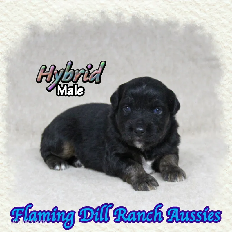 Hybrid – Miniature Australian Shepherd puppy for sale in Forestburg, TX