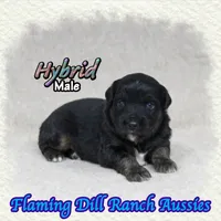 Hybrid, a male Miniature Australian Shepherd for sale in Forestburg, TX – 1 of 5