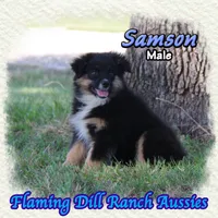 Samson, a male Miniature Australian Shepherd for sale in Forestburg, TX – 3 of 5