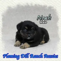 Noah, a male Miniature Australian Shepherd for sale in Forestburg, TX – 2 of 5