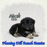 Noah, a male Miniature Australian Shepherd for sale in Forestburg, TX – 3 of 5