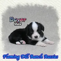 Boyer, a male Toy Australian Shepherd for sale in Forestburg, TX – 3 of 5
