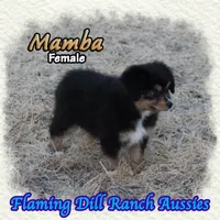 Mamba, a female Toy Australian Shepherd for sale in Forestburg, TX – 4 of 5