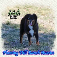 Irish, a male Miniature Australian Shepherd for sale in Forestburg, TX – Photo 4 of 5