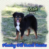 Irish, a male Miniature Australian Shepherd for sale in Forestburg, TX – Photo 2 of 5