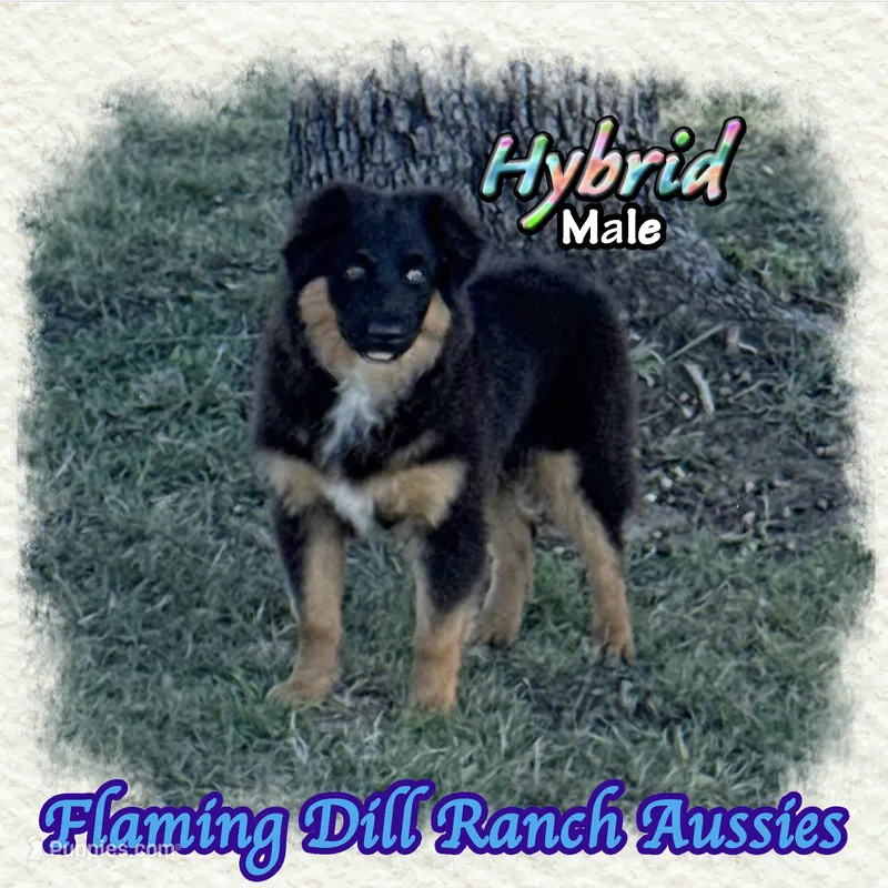 Hybrid – Miniature Australian Shepherd puppy for sale in Forestburg, TX