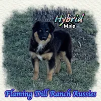 Hybrid, a male Miniature Australian Shepherd for sale in Forestburg, TX – 1 of 5